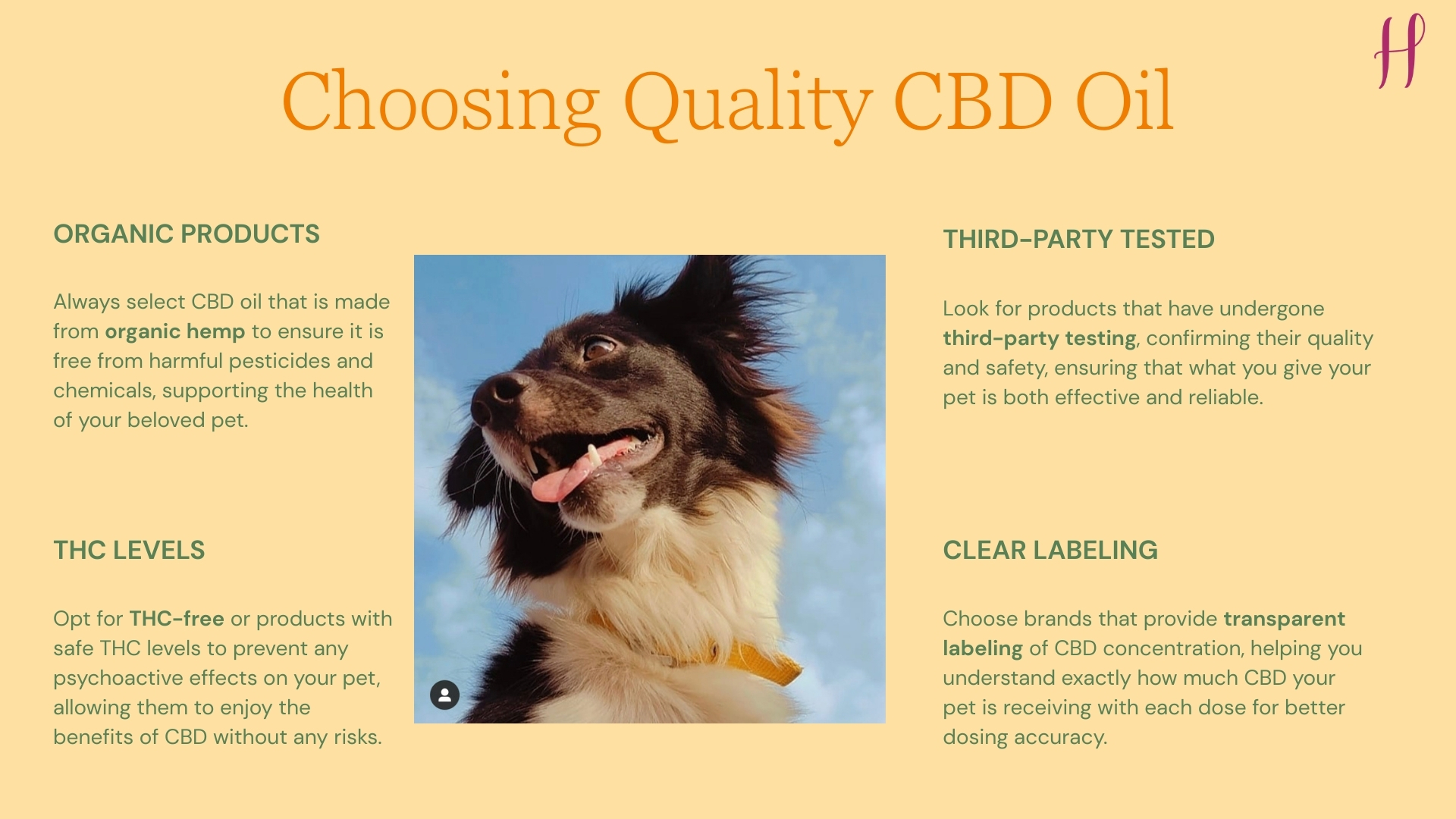 Dog portrait with guide on choosing quality CBD oil, organic hemp and third-party tested info.